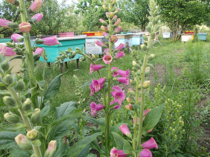 DSCN6674 - Digitalis Purpurea