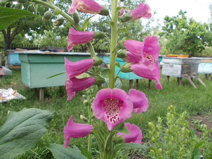 DSCN6675 - Digitalis Purpurea