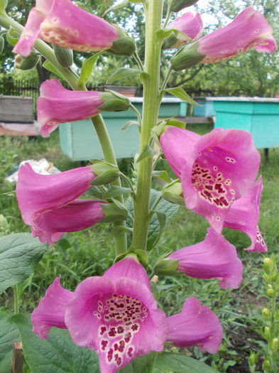 DSCN6676 - Digitalis Purpurea