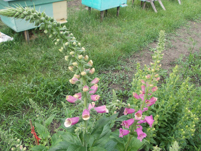 DSCN6677 - Digitalis Purpurea