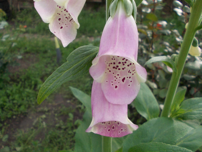 DSCN6678 - Digitalis Purpurea