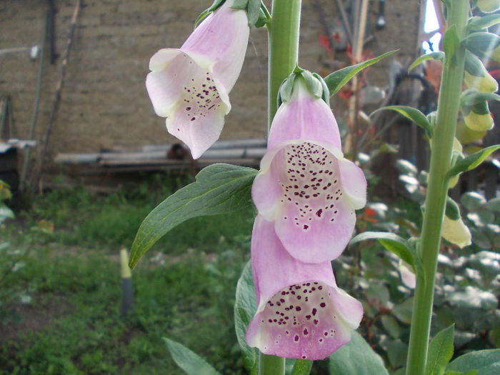 DSCN6679 - Digitalis Purpurea