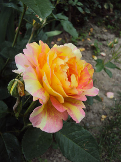 Rose des Cisterciens- da