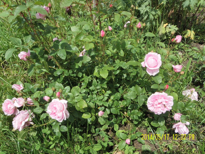 Cottage Rose 1 - Trandafirii mei