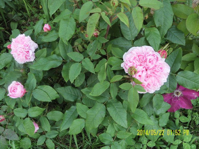 Jacques Cartier - Trandafirii mei
