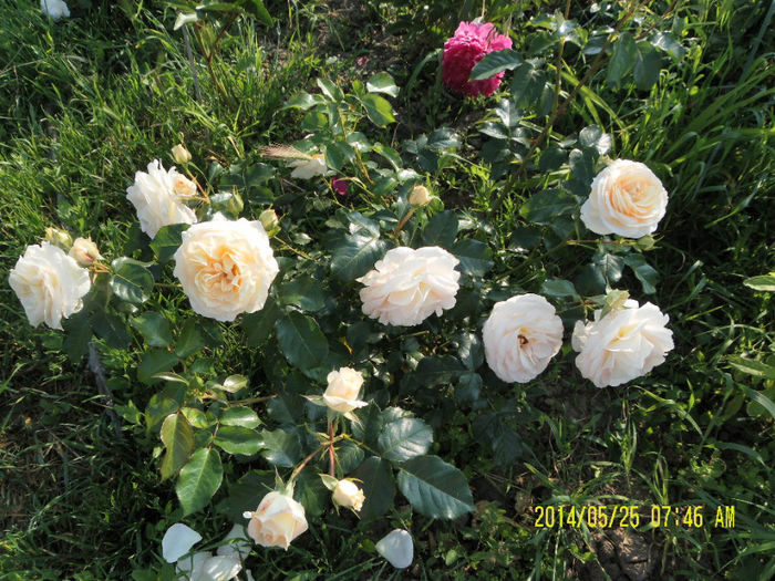 Marie Antoinette (2) - Trandafirii mei
