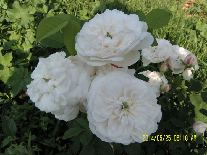 Mme Plantier - Trandafirii mei