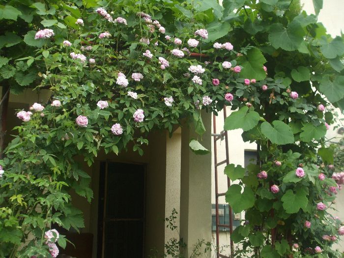 poza flori 235