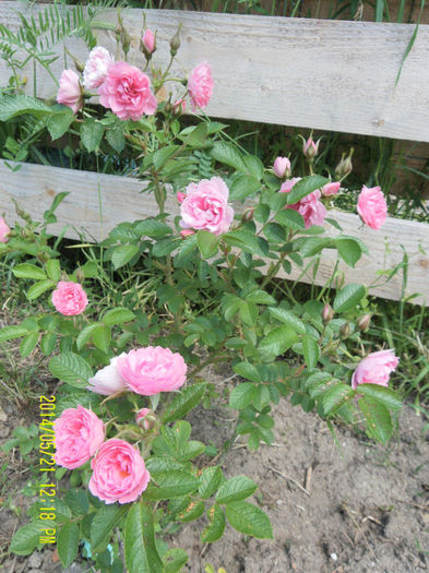 Pink Grootendorst - Trandafirii mei