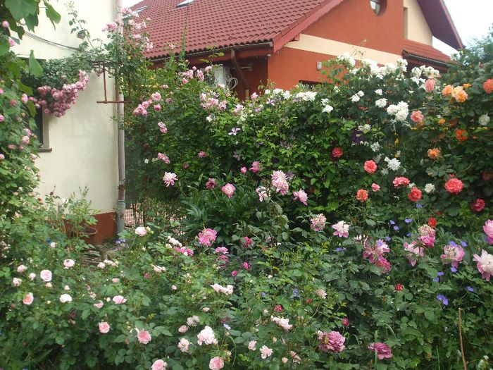 poza flori 247