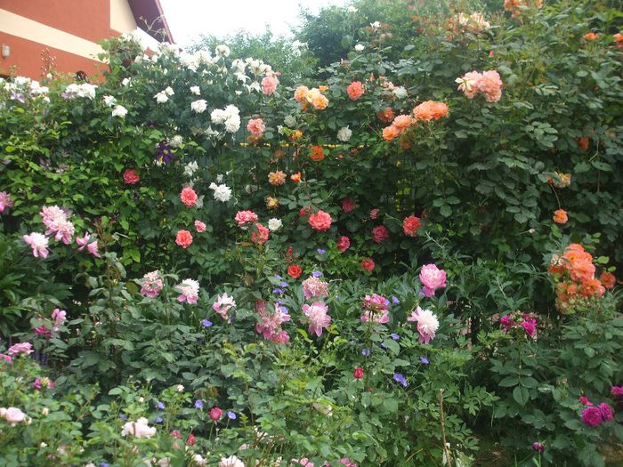 poza flori 248