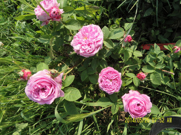 Rosa Babiccinna Vonara