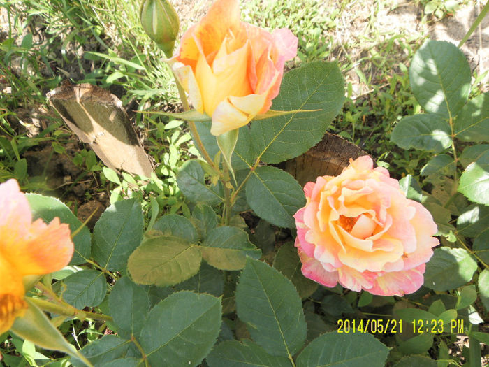Rose de Cistercies - Trandafirii mei