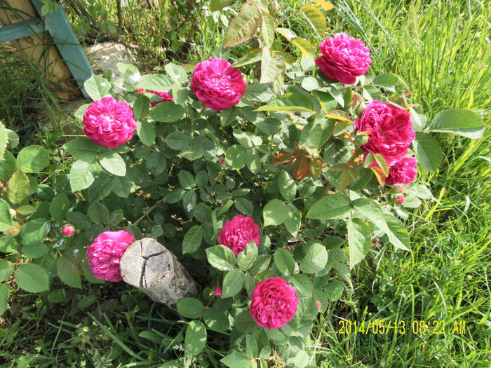 Rose de Resht - Trandafirii mei