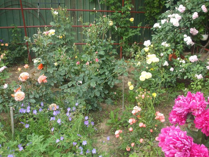 poza flori 272