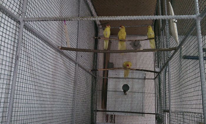 pui 2014 prima serie - PAPAGALI KAKARIKI