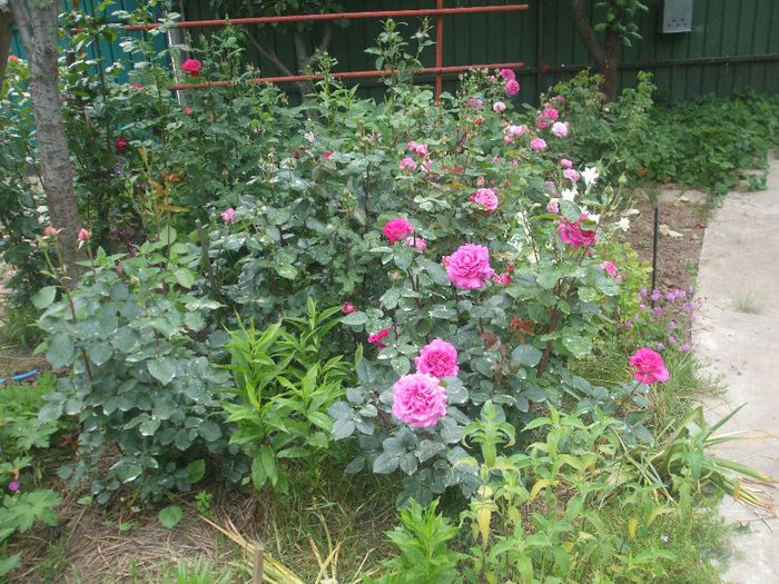 poza flori 236