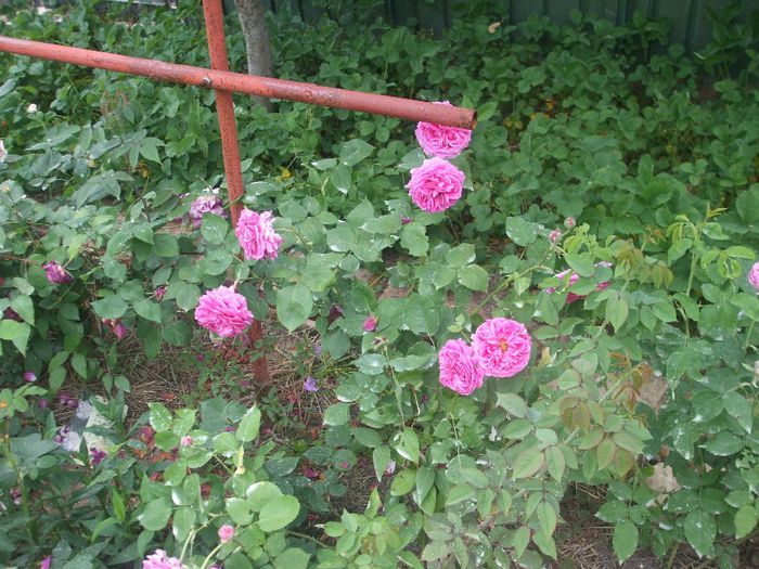 poza flori 241