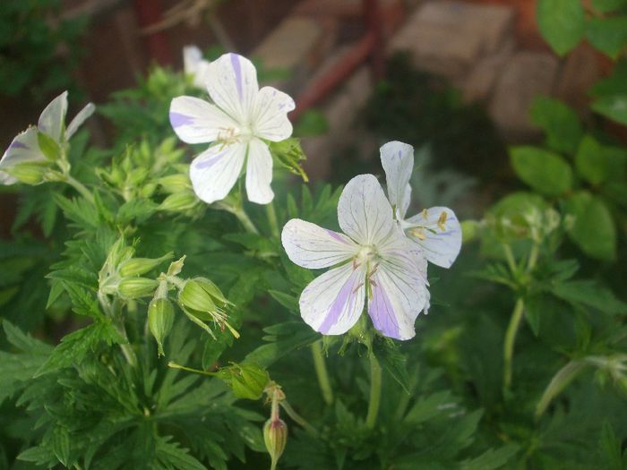 geranium splish splash