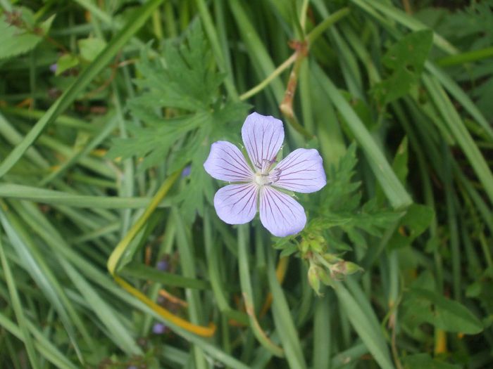 geranium Blue Cloud