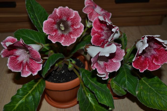 TV Berry - Gloxinii 2014