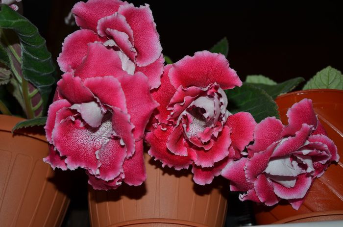 TV-Raspberry Souffle - Gloxinii 2014