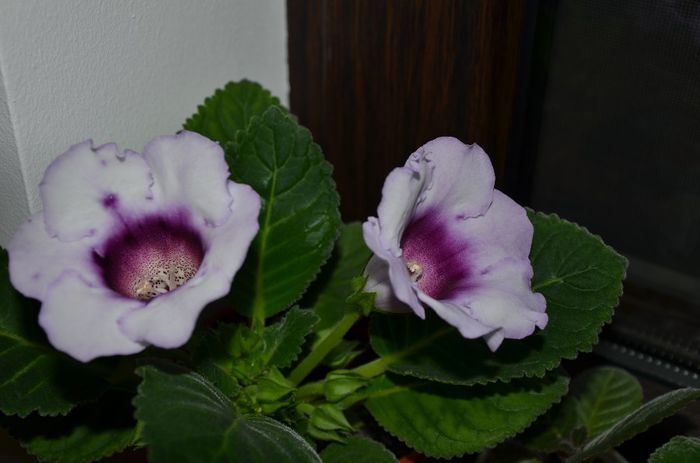 Picotee Blue - Gloxinii 2014