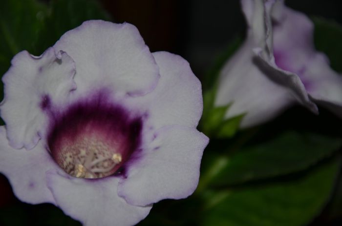 Picotee Blue - Gloxinii 2014