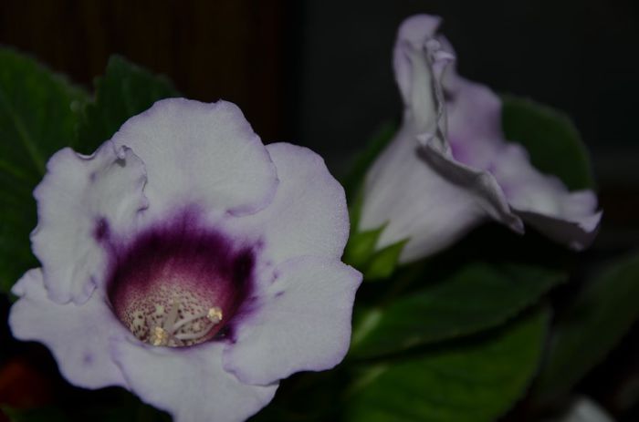 Picotee Blue - Gloxinii 2014
