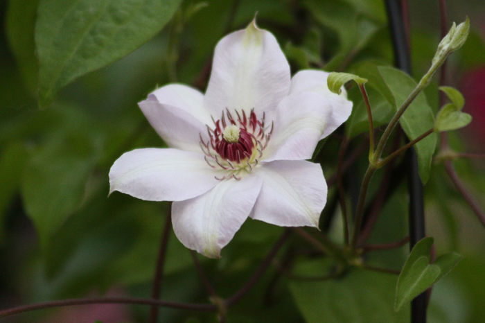 IMG_3626 - Clematite 2014