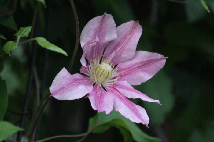 IMG_3627 - Clematite 2014