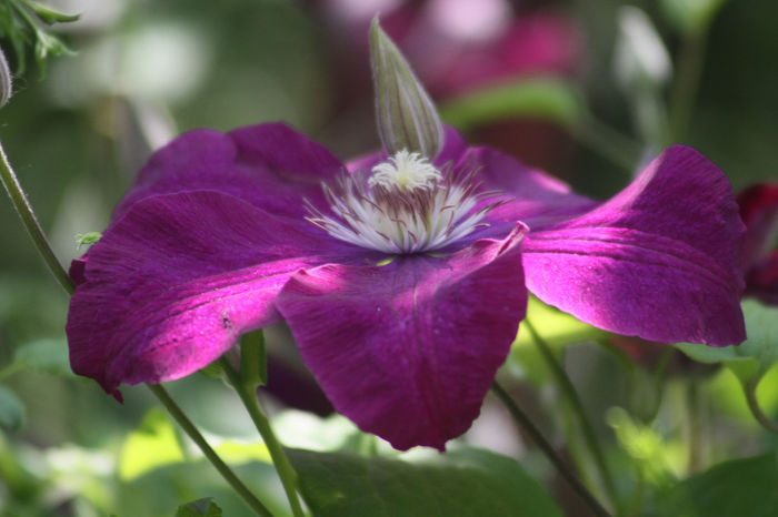 IMG_3683 - Clematite 2014