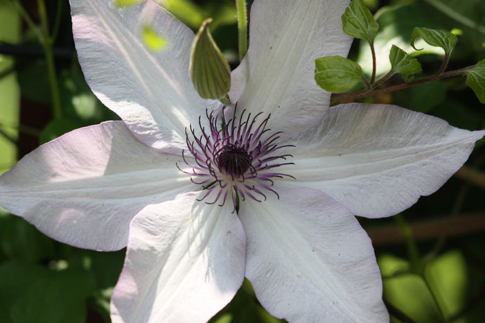 Utopia - Clematite 2014