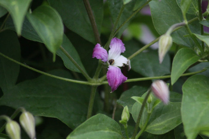 Minuet - Clematite 2014