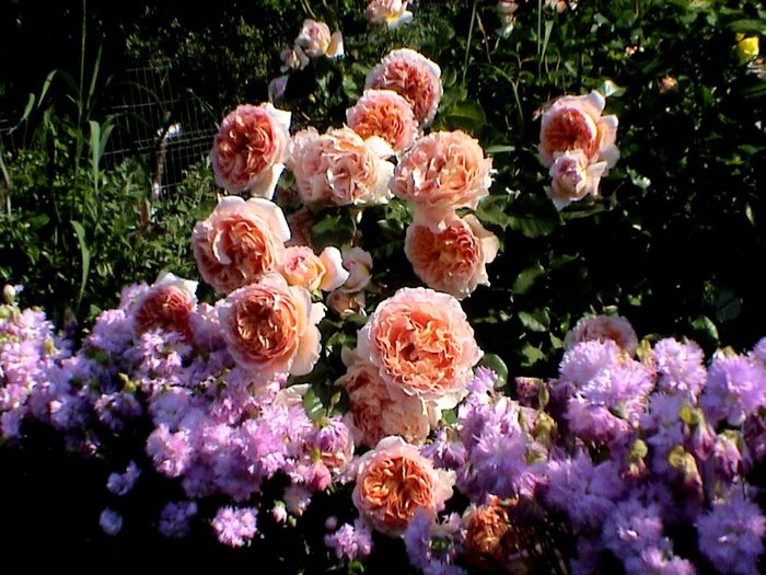 27maicopie (93) - Abraham Darby