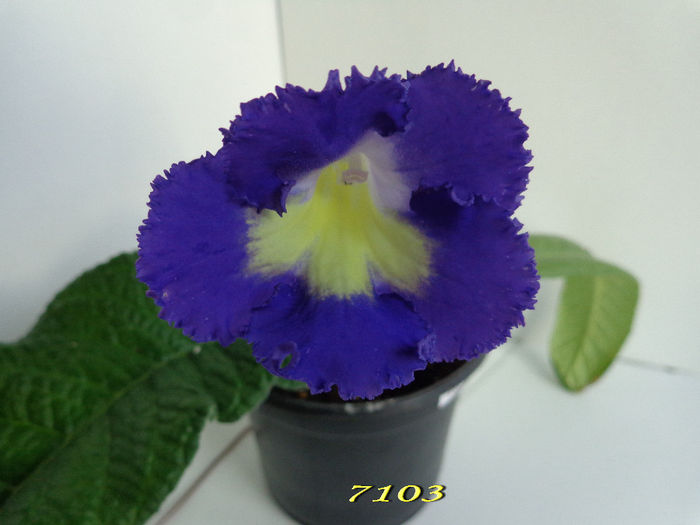 7103 (28-05-2014)2 - Streptocarpusi 2014