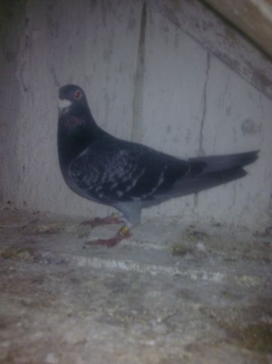 M-09-Aarden M.Viorel