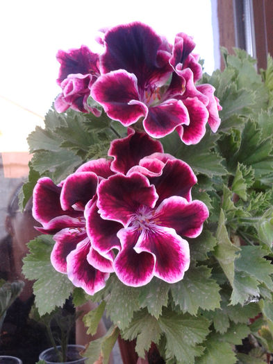 am mai crescut - flori 2014