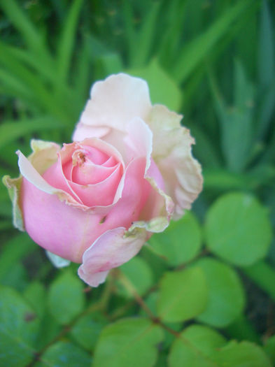'Savoy Hotel'• HARvintage • Integrity • Vercors • Violette Niestlé; Hybrid Tea.  Bred by Harkness (United Kingdom, 1987).
