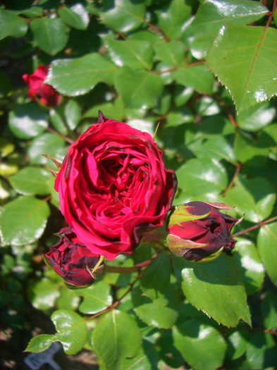 'Red Leonardo da Vinci' • Hilde Umdasch • MEIangele; Floribunda, Polyantha (Europe).  Bred by Meilland International (France, before 2005).
