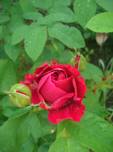 'Leonard Dudley Braithwaite ®' • AUScrim • Braithwaite • L.D. Braithwaite; Shrub.  English Rose Collection.  Bred by David Austin (United Kingdom, 1988).
