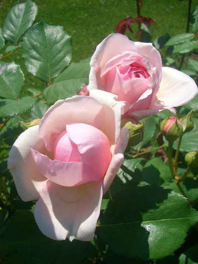 'Geoff Hamilton' • AUSham • D/51/88; Shrub.  English Rose Collection.  Bred by David Austin (United Kingdom, 1997).

