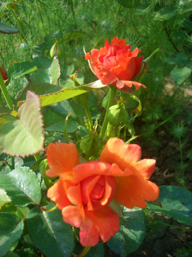 'Easy Does It ®' • Firestar• H415 • HAR415 • HARpageant • Steinfurther Abendsonne ®; Floribunda, Hybrid Tea.  Bred by Harkness (United Kingdom, before 2006).
