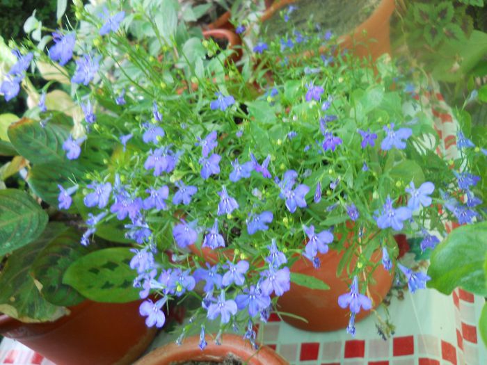 DSCN6084