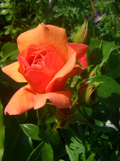 'Aprikola ®' • Apricot Vigorosa • KORorbe • Summer Beauty; Floribunda.  Vigorosa ® Collection.  Bred by W. Kordes &amp; Sons (Germany, 2000).
