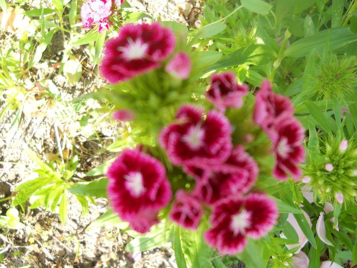 DSCN6156
