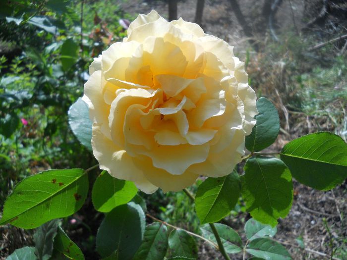 DSCN6151