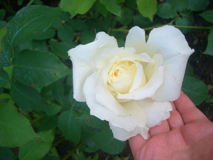 'Virgo' • Virgo Liberationem; Hybrid Tea.  Bred by Charles Mallerin (France, 1947).
