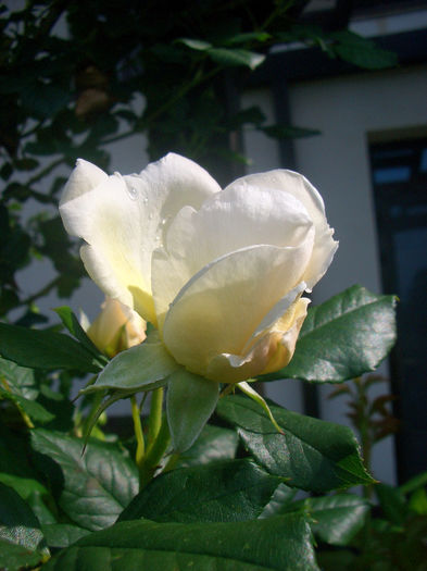 'Uetersener Klosterrose ®' • Tan99176; Climber, Large-Flowered Climber.  Bred by Hans Jürgen Evers (Germany, 2006).
