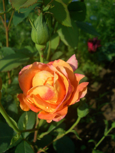 'Rémy Martin ®' • Magic Lantern • STARqueli; Grandiflora.  Discovered by Rene Royon (France, 1995).
